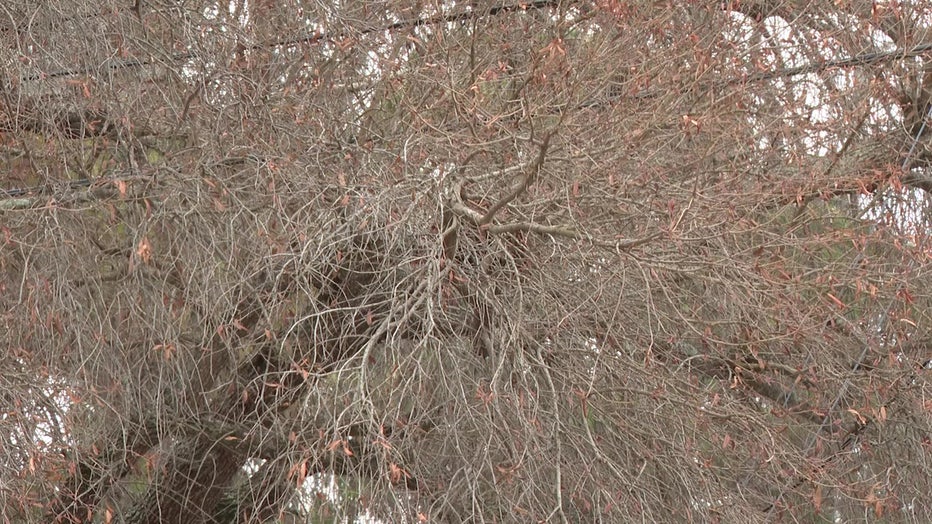 Hurricane Idalia is causing some trees to lose their leaves.