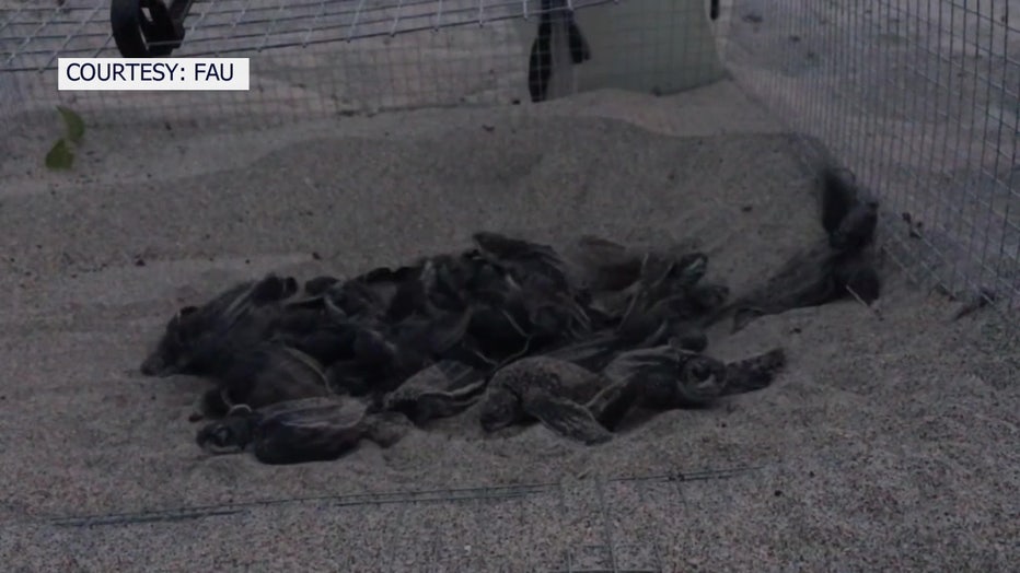 Hotter temperatures heating up leatherback turtle nests on Florida beaches