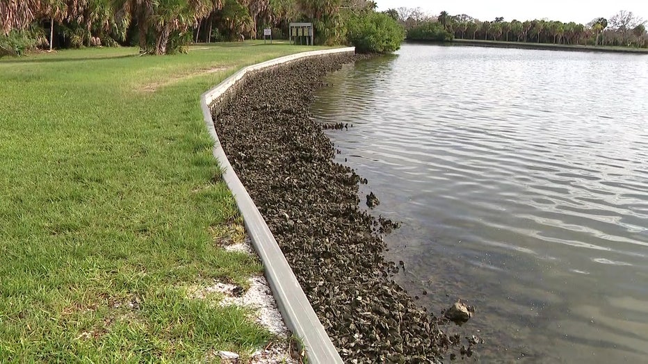 The recycled oysters help filter water and grow oyster reefs into important barriers during hurricanes and storms.