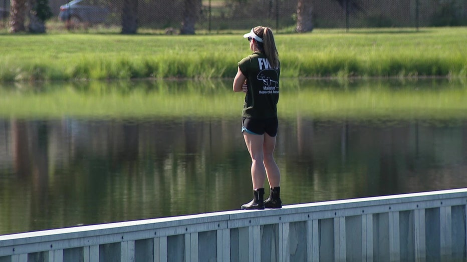 FWC searched for three manatees that were trapped in a retention pond.