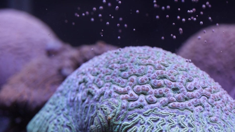 Coral spawning happens in a controlled laboratory setting.