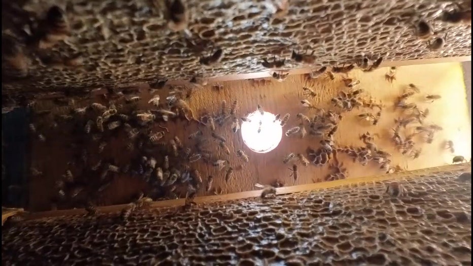 bees=make-honey