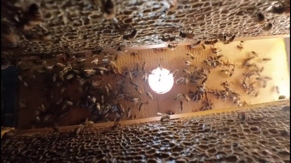 Bees pollinating flowers helps mangrove trees grow.