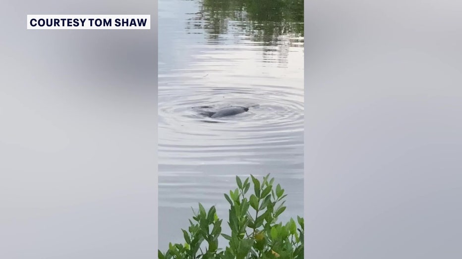 Officials think Hurricane Idalia is responsible for trapping the manatees.