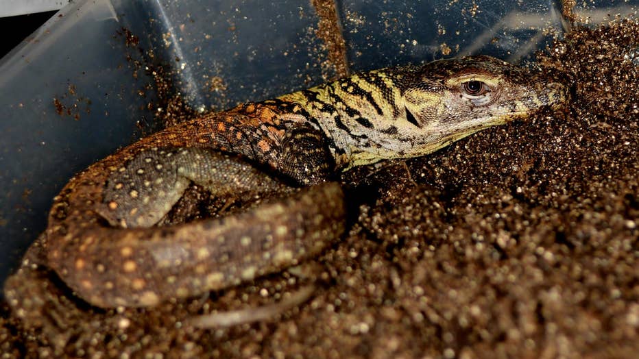 Komodo dragons are the largest lizards on Earth. Courtesy: ZooTampa at Lowry Park