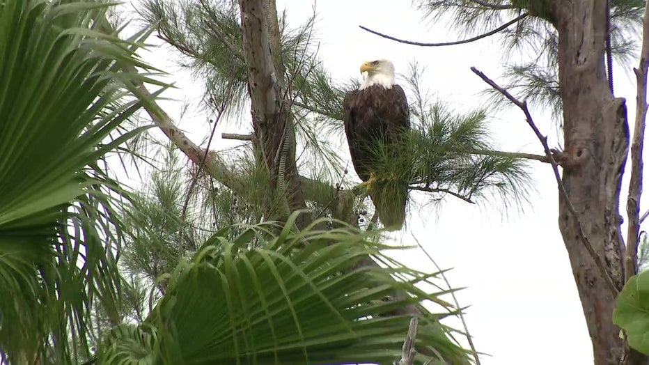 Eagles have become a sign of hope for residents.