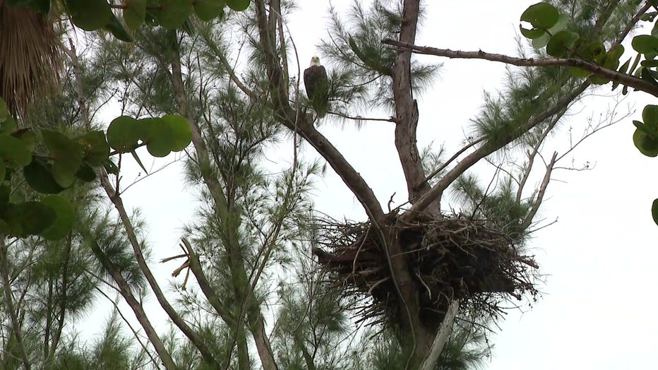 Some of the birds rebuilt their nests in two weeks, according to experts.