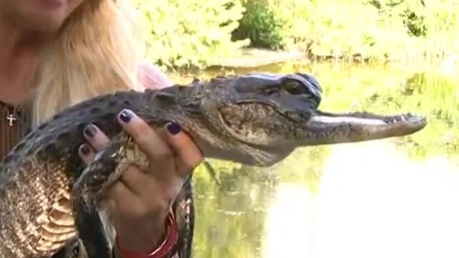 gator2.jpg