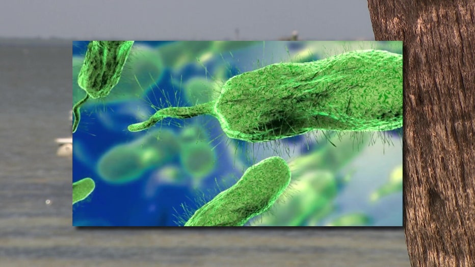 File: Vibrio vulnificus