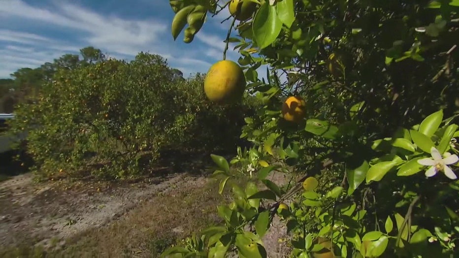 File: Florida orange groves