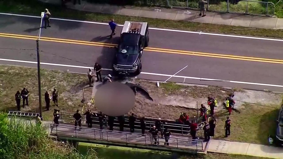 Aerial view of an alligator that was found with human remains in its mouth. 