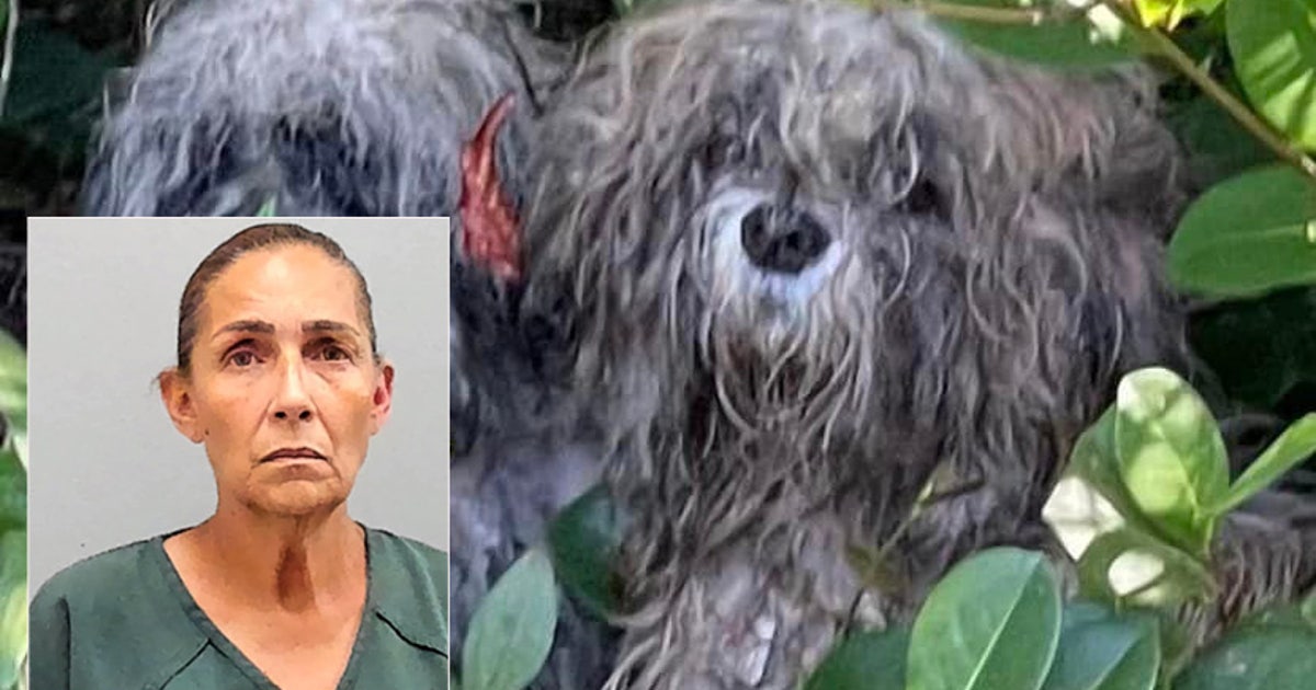 Florida woman arrested after dumping 9 matted little dogs in parking ...