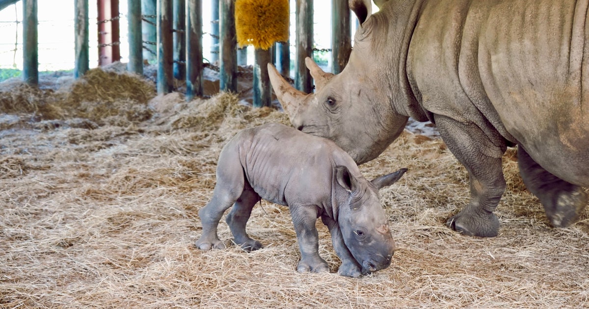 d07a1ebe-Rhino_baby_3.jpg?ve=1