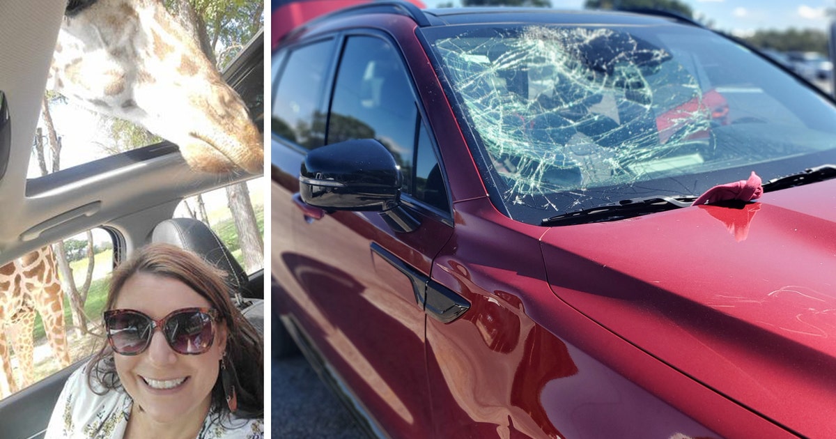 Giraffe crushes car windshield at Fossil Rim Wildlife Center | FOX 13 ...