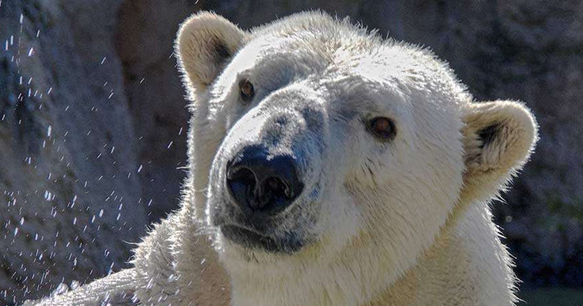 North Carolina Zoo mourns the loss of beloved polar bear weeks before ...