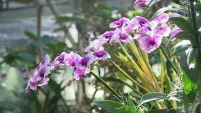 Orchid Show 2023 celebrates 50th anniversary of Sarasota botanical gardens