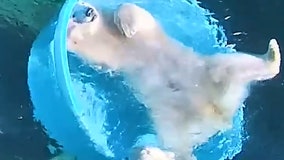 Polar bear sisters caught on camera having pool party at Washington zoo