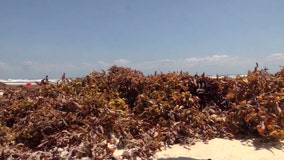 USF College of Marine Science gets $3.2 million grant to develop sargassum forecasting system