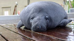 8 rehabilitated manatees flown home to Florida to return to open waters