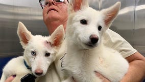 Huskies thrown over fence, abandoned, find loving home after remarkable recovery