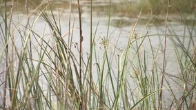 Wetlands protection cuts to be voted on by Manatee County commissioners