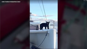 Video: Bear spotted aboard Florida sailboat: ‘Bro, you’re lost’