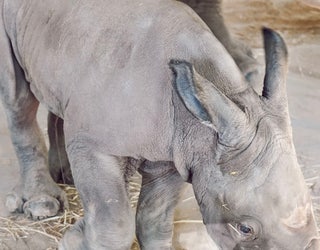 ZooTampa welcomes newest arrival, baby southern white rhino | FOX