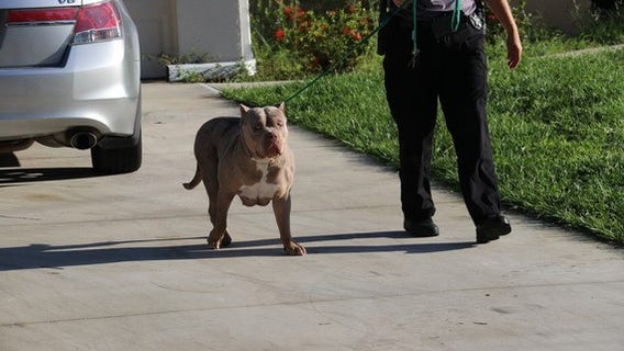 Brothers charged with animal cruelty in North Port after tip from PETA over Pit bull treatment