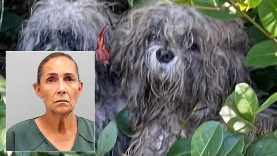 Florida woman arrested after dumping 9 matted little dogs in parking lot: Deputies