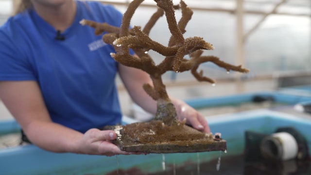 The Florida Aquarium helps care for corals removed from overheated waters