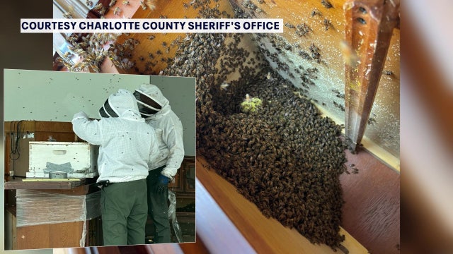 Florida deputies who double as beekeepers cause quite a buzz when active hive discovered in evidence room