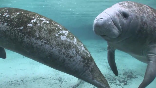 Manatees could be added back to endangered species list, according to experts