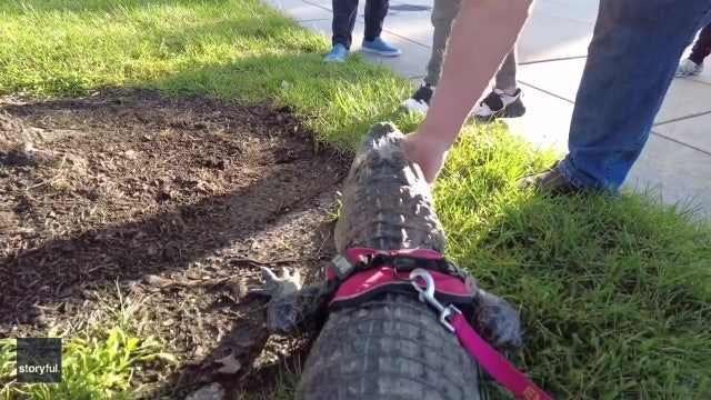 Philadelphia man denied entry into Phillies game for bringing emotional support alligator