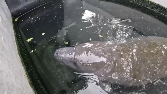 Manatee rescued from Palm Harbor after Hurricane Idalia recovering at ZooTampa