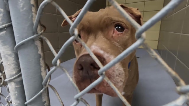 Hillsborough County's Pet Resource Center holds adoption event to alleviate overcrowding issues