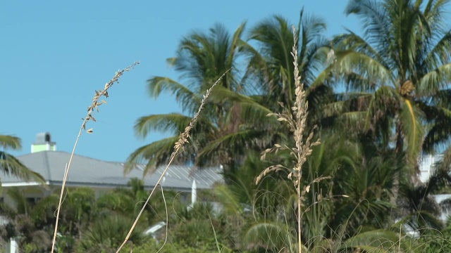 Volunteers needed to replant sea oats on Holmes Beach following damage from Hurricane Idalia