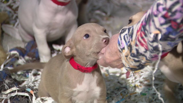 SPCA Tampa Bay partnership with puppy store, broker criticized by animal advocates: ‘This is a terrible idea'