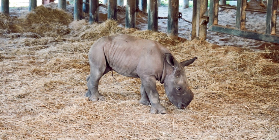 ZooTampa welcomes newest arrival, baby southern white rhino | FOX
