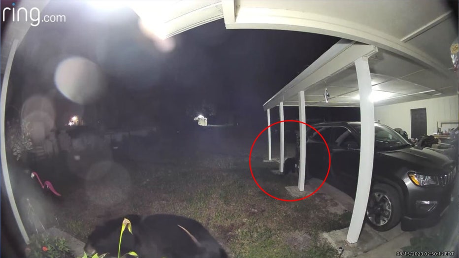 bear-ring-camera-1.jpg