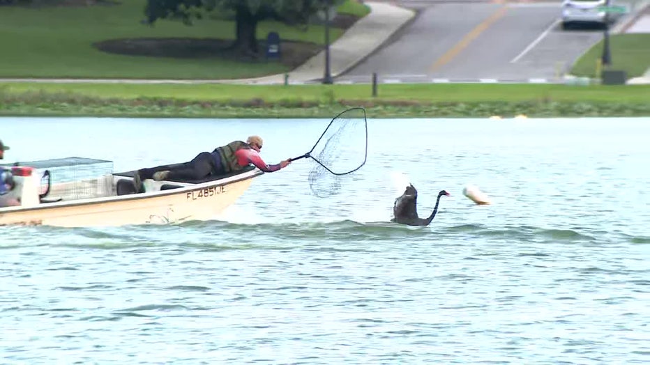 A 'Swan Father' tries to catch a Lakeland swan for its annual health checkup.