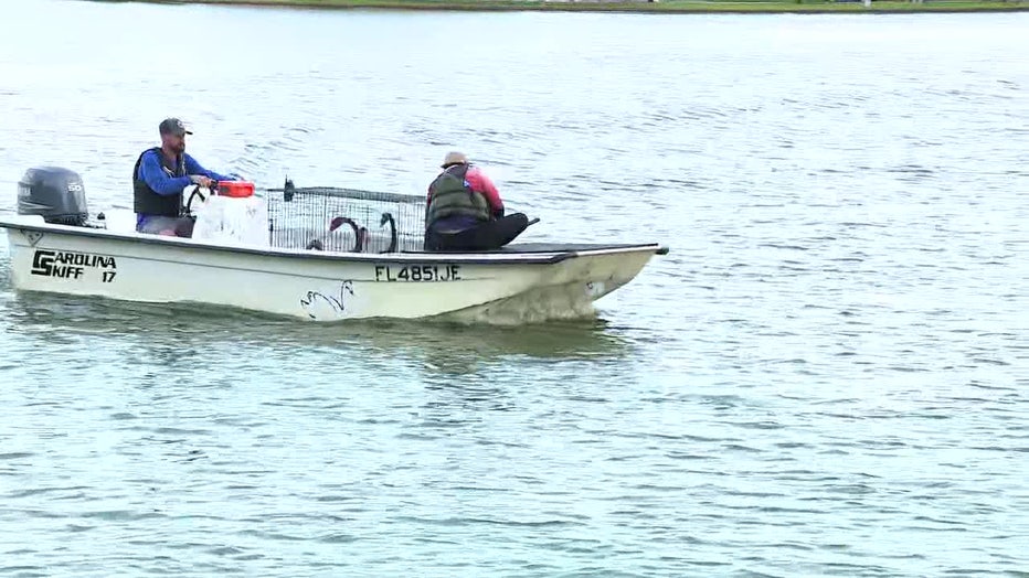 'Swan Fathers' on Lake Morton in Lakeland during the annual Swan Roundup. 