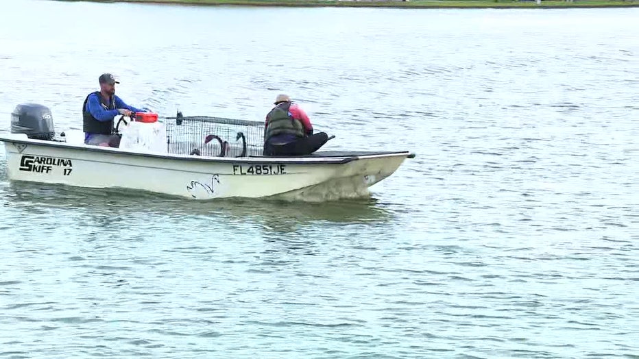 'Swan Fathers' on Lake Morton in Lakeland during the annual Swan Roundup.