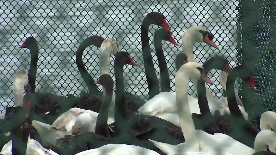 Lakeland swans receive annual health checks. 