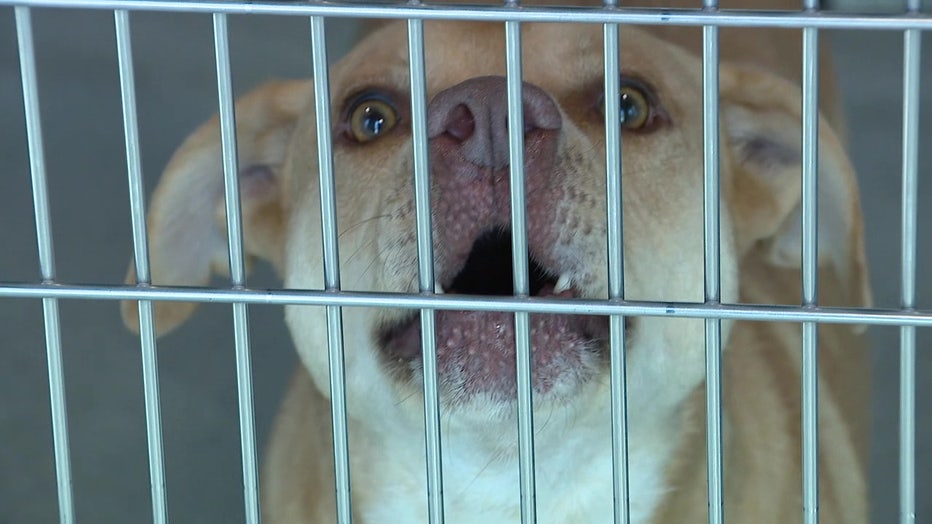 File: Dog in cage. 