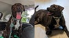 Florida animal shelter's longest resident adopted after almost 300 days: 'The first day of forever'