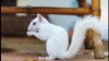 ‘Pearl the Squirrel’: Albino squirrel delights Instagram followers after taking up residence in Tampa backyard