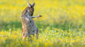 Funniest wildlife photos of 2023: Air guitar 'roo and feuding finches take top honors