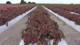 Expanding Florida’s caladium market: Spruce up holiday decor