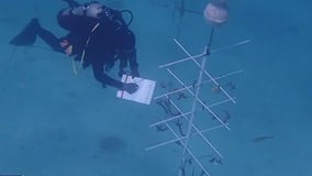 7,000 corals returned to underwater nurseries after rescue mission off Florida Keys coast