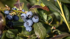 El Nino slashes world blueberry crop leading to skyrocketing supermarket prices as holidays near